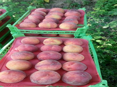 خرید شانه میوه (وکیوم میوه) در سامان شهرکرد