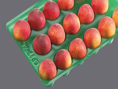 تولید وکیوم میوه (شانه میوه پلاستیکی) در ابعاد مختلف