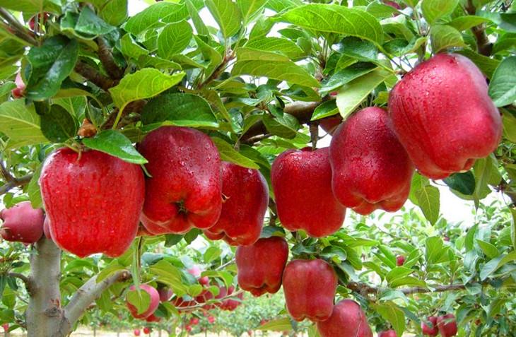 خرید اینترنتی شانه میوه سیب